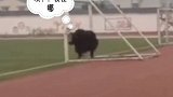 牦牛误入绵阳一高中操场漫步，特警驱赶无效后将其击毙。