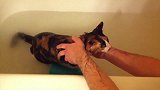 浴池里的猫咪好搞笑啊，主人把你放在水里，看这样子好害怕啊！