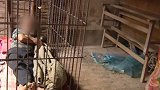 济南59岁男子欠薪导致精神失常 被家人关进铁笼