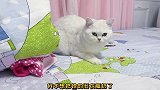 被收养的猫咪遭到嫌弃，却在危难来临之际，用自己的方式报答恩情