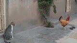 公鸡堵门口跟猫咪打架，猫咪打架太不认真，太敷衍了