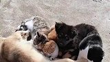 这几只是真不要脸，狗来偷喝就算了还有猫，这是食堂吗