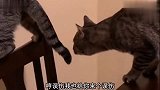 有些猫表面上说帮你，背地里却挠你痒痒肉