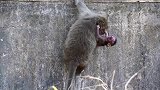 母猴抱着奄奄一息的小猴子这样瞎折腾，小猴痛苦的样子让人难受