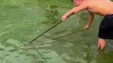 小伙真是狠人，光脚踩进鳄鱼池，靠两根铁杆子逮巨鳄！