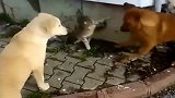 三只狗狗想欺负一只流浪猫猫咪：来啊，一起上！