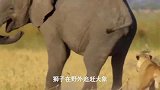落单的大象幼崽，遭到狮子进攻，小象没有战斗经验被围攻狩猎！