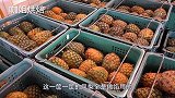 台湾很有名的甜品：凤梨酥！做法简单又好玩，猜猜会啥味