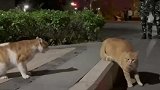 两只猫咪吵架公猫后退悄悄逃走