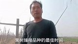 2—4年生桃树春季皮接换头技术#农业新科技