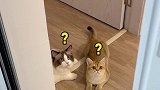 以其猫之道 还治其猫之身看你下次还敢不敢！动物图鉴