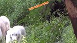 《萌猫爱兔兔》：黑熊见肉起意，抢白狼兄弟的美餐，白狼兄弟惨败