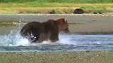棕熊在小溪里捕鱼，动作非常地敏捷