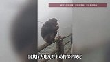 男子在悬崖边推搡进食猴子，峨眉山景区通报
