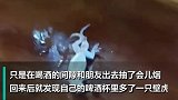 男子在啤酒里发现溺水壁虎用人工呼吸将它救活