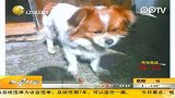 流浪狗“很仗义”爱心人接力助它找到家