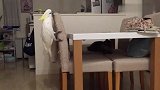 猫咪鹦鹉打起来了，两个小家伙都知道谨慎出击呢