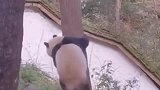 大熊猫的晨练运动，这小胖子还真挺敏捷，看完我都笑岔气了！