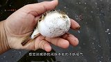 男子趁着河豚吸气时，往它塞了一根烟，接下来河豚的反应太逗了！