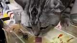 猫咪趴在鱼缸边喝水，顺便将小鱼捞走