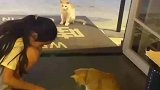 或许，它也想要一个家吧