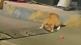 别人随便扔的纸团却是流浪猫的玩具