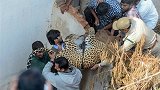 印度一豹子闯进居民家中悠闲晒太阳 全村人想尽办法驱赶它