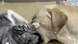 猫咪：看我飞毛腿