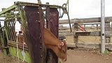 牛角肆意疯长，生生捅进牛脑袋，留下拳头大的“血窟窿”！