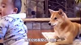 宝宝抢狗狗的骨头，接下来狗狗的举动，让全家人都乐坏了