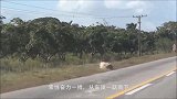 公牛本想展示雄风，谁料事与愿违，下一秒再也爬不起来
