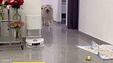 狗狗听到主人咳嗽，立马急转掉头撤退
