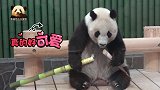 熊猫旦旦得到一根超大竹笋，开心地吃起来，好乖好萌好可爱