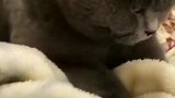 猫：天天不给我小鱼干，还要让我干活！