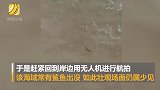 小伙冲浪时遇到了鲨鱼 返回岸边用无人机拍下