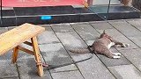 贪玩猫被拴在凳子上，即使这样也挡不住它要出去玩的心