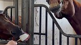 给马儿吃冰棍马宠物成精啦 尼寇是匹马