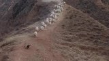 牧羊犬单独放四百多只羊，队伍浩浩荡荡横跨两个山头
