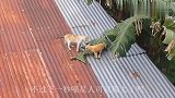 1只猫咪大战2条狗狗，惨被狗子一掌拍飞，网友：活着不好吗