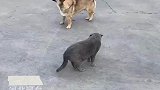 特工狗狗贴身跟踪猫咪，猫咪回头它就若无其事挠痒