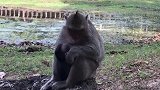 猴子有那么渴吗？一瓶水一下子就喝完了