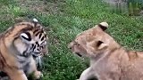 小老虎和小狮子互摔巴掌那么凶，估计老虎狮子看到会崩溃！