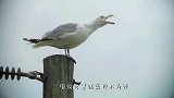 男子发现一只奇怪的海鸥，一直张大着嘴巴，看清后立马上手！
