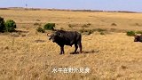 狮子大战水牛，狂暴的水牛反击狮子，豹子轻松抓住渺小的羚羊！