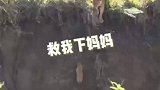 狮妈不去搭把手还好，这下可好，俩都掉下去了