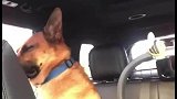 萌娃在车上哭给狗子快整烦躁了