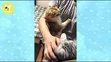 两只猫咪打架不小心掉进垃圾桶网友垃圾桶里的画面不敢想象!