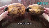 洗莲藕时用一根筷子，泥污统统洗净，看完快告诉家里人！