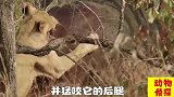 水牛的强悍真是让狮子难受，有时捕杀不到还遭到反击，受伤