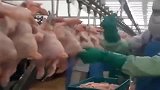 广东东莞0度恒温车间鸡肉加工厂，这刀法挥得不错吧！